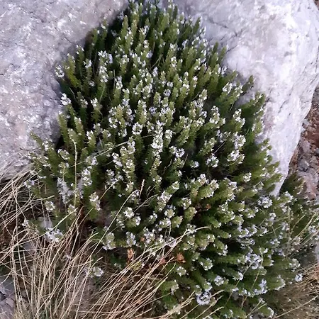 Dolovi אתר קמפינג *