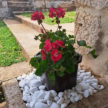 Dolovi אתר קמפינג