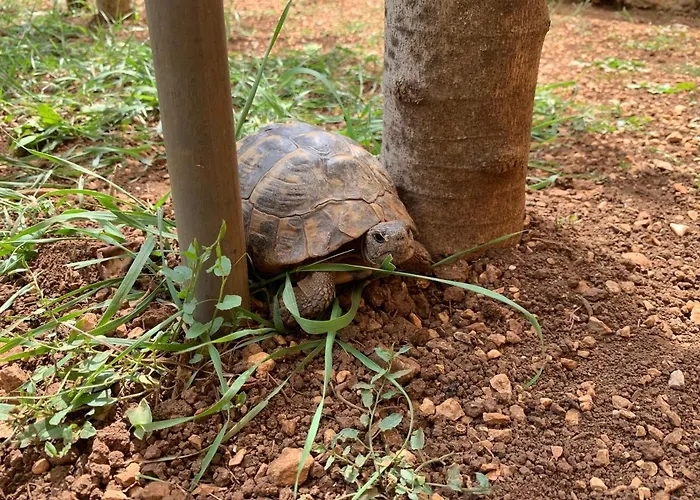 Dolovi * Обровац