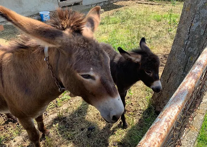 Dolovi Обровац