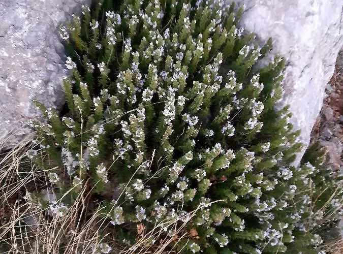 Dolovi Кемпинг *